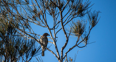 Australian native wattlebird perched on tree branch against blue sky