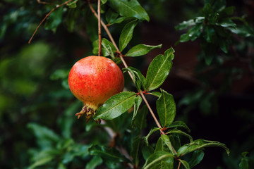 Ripe pomegranate fruit on the tree branch