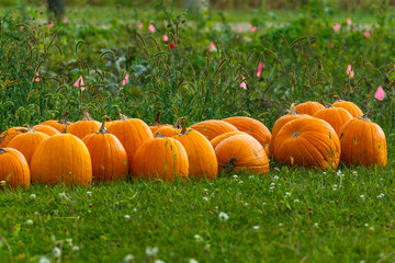 more harvested pumpkins lined up next to the garden