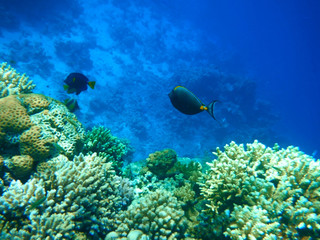 Obraz na płótnie Canvas Multicolored fish swim over the coral reef.