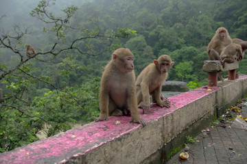 family of monkeys are sitting near the road in gloomy weather