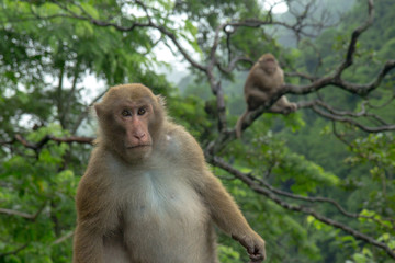 family of monkeys are sitting near the road in gloomy weather