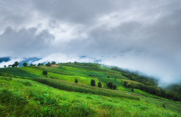 Vegetables in the agricultural fields of rural with low fog over the mountain. At Meacham Chiangmai province Thailand.