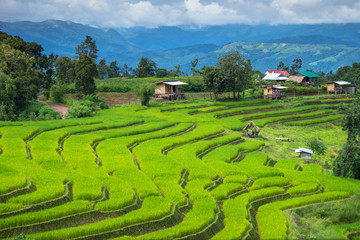 Fototapeta na wymiar Green Terraces rice field scenery with morning blue sky cloudy at Baan Papongpieng Chiang Mai Thailand
