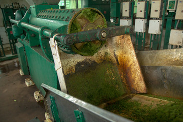 Inside a tea factory in Assam. India