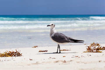 Single seagull walking on seashore