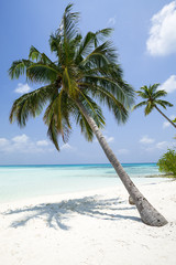 Obrazy na Szkle  Palma kokosowa na Malediwach