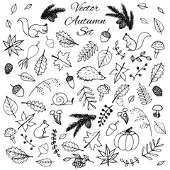 Hand drawn set of vector autumn elements: animals and leaves. - 173705504