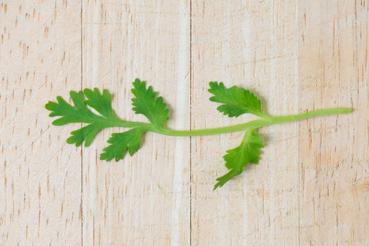Fresh green coriander leaves on wooden table.Wonderful leaves use for adding flavor to meal.