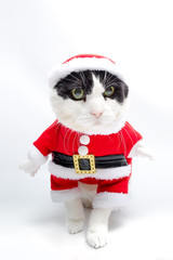 Black and white cat in xmas Santa Claus suit on studio white background. Christmas holiday card in vertical.