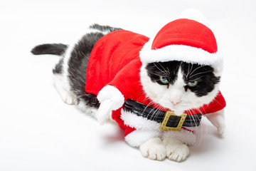 cute cat in Christmas dress and Santa Claus hat on studio white background. resting down.