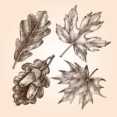 Ink hand drawn set of maple and oak leaves. Botanical elements collection for design, Vector illustration. - obrazy, fototapety, plakaty