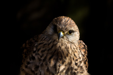 Obraz premium European Kestrel (falco tinnunculus) Portrait with black background