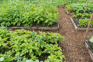 Garden beds with wood chip mulch