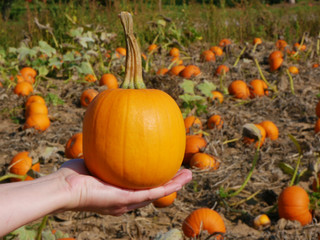 Pumpkin ans squash