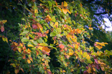Leaves in trees during early autumn