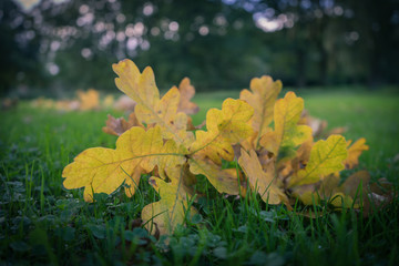 Newly fallen yellow leaves laying on the grass during autumn