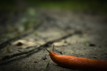 An orange snail in the forest during autumn