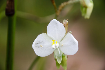 Beautiful spacial  color of murdannia giganteum.