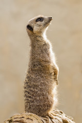 Beautiful Meerkat (suricate suricatta) Portrait with clean background