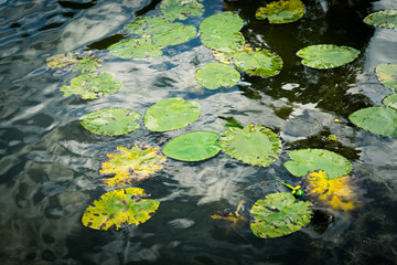 Lotus leaves in a lake during autumn