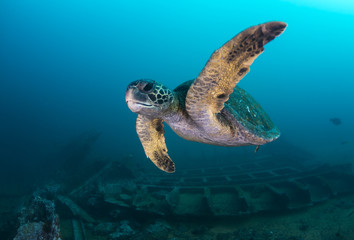 Sea turtle, Isla Santa Cruz, Galapagos Islands, Ecuador.