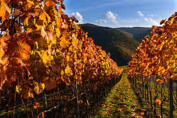 Fototapeta premium Herbst im Weinberg