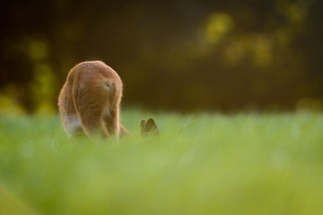 Obraz premium Eine Ricke mit Kitz auf einer Wiese im Spätsommer