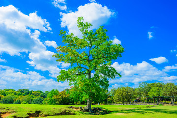 森林と広場 奈良公園