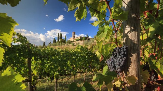 Vineyards and grape vine at sunset in autumn