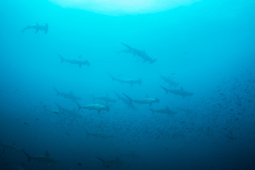 Obraz premium Scalloped hammerhead sharks, Darwin Island, Galapagos Islands, Ecuador.