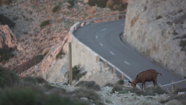 A goat in the mountains