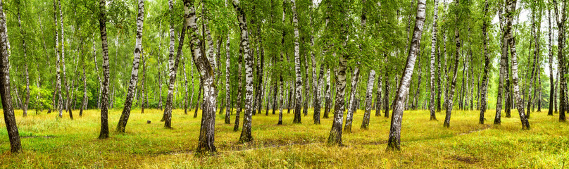 Naklejka premium Brzozowy gaj w słoneczny letni dzień, baner krajobrazowy, ogromna panorama