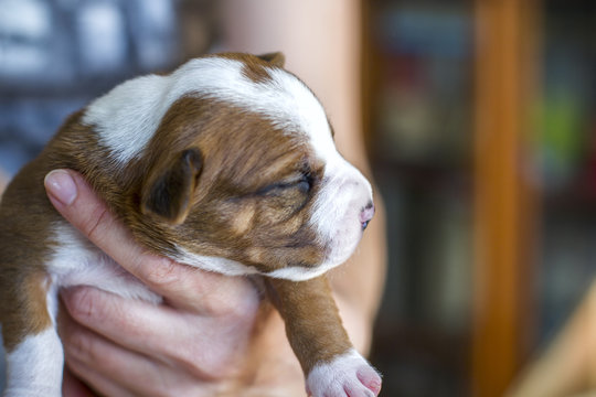 Newborn puppy, American Staffordshire Terrier