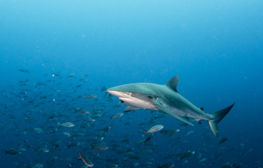 Galapagos shark, Galapagos Islands, Ecuador