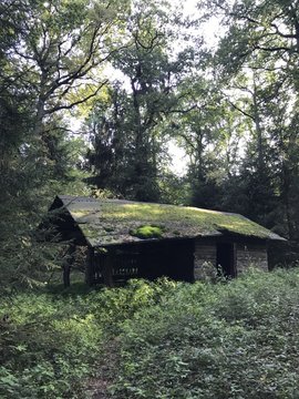 alte Hütte im Wald