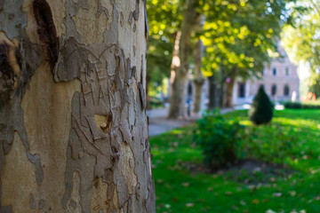 A love note carved in a tree bark with a blurred green park background 