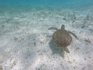 nager avec les tortues dans les Antilles