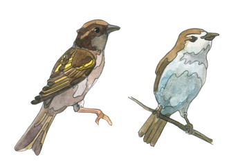 Two sparrows. Watercolor hand painted illustration