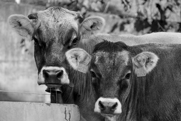 portrait of a cow and it's calf