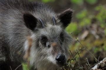 ニホンカモシカ