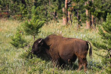 Buffalo and Pine Tree in Custer State Park South Dakota