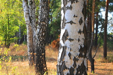 Beautiful birches in forest in early autumn