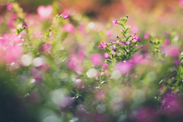 Small pink flower with soft blurred bokeh background
