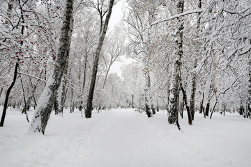 Fototapeta premium Winter Park Landscape