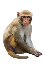 monkey