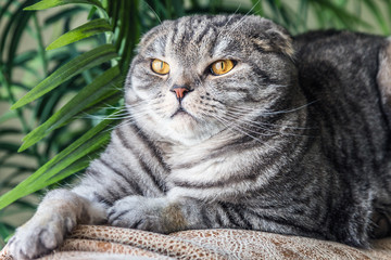 sad look of the Scottish fold cat. portrait