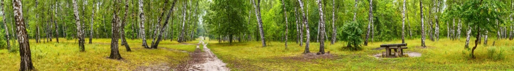 Birch grove with a road and bench on sunny summer day, huge panorama
