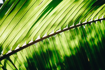 Green coconut leaf