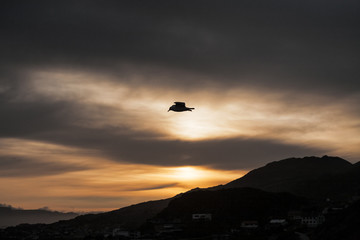 Seagulls flying in the sky at sunset